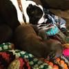 corinne_cronk
